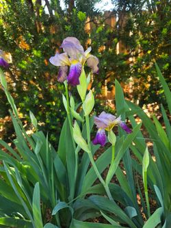 Iris ..free