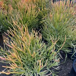 Firesticks 