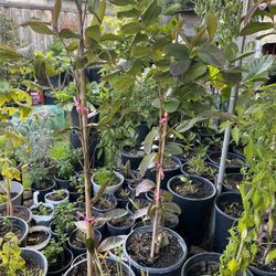 Plantas De Guayabo Rosita Disponible 4 