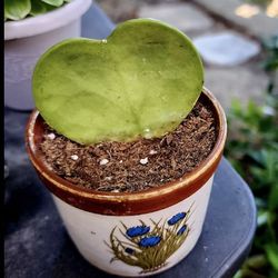 Plant Sale This Sunday In SAN LORENZO  SUCCULENTS  SUNDAY AND THIS WEEK