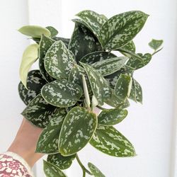 Scindapsus Pictus Argyraeus Silver Satin Pothos Plant 4" Pot - Indoor House Plants