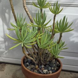 Desert Plant 
