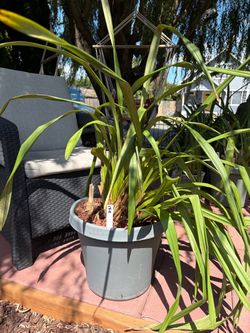 Cymbidium orchid A2