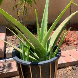 Aloe Vera Plant