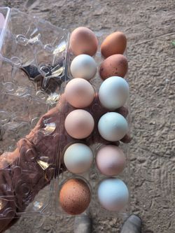Fresh eggs