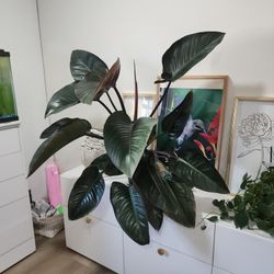 Philodendron Plant