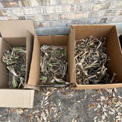 Free Iris Rhizomes