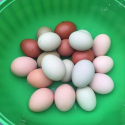 Fresh Organic Eggs 
