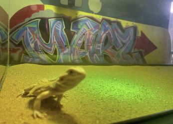 3 Y/O BEARDIE + TANK & DECOR