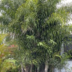 Foxtail Palms