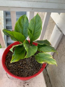 Peace Lily house plant