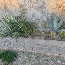 FREE Succulent Plants