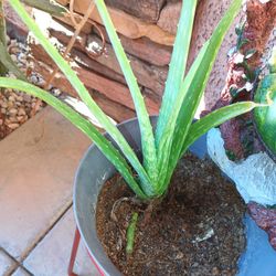 Aloe Vera 