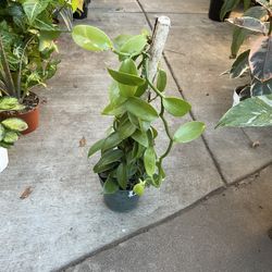 6” Vanilla Orchid 