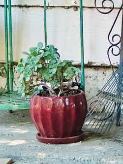 Plant