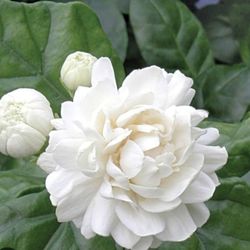 Grand Duke  Jasmine  Of Tuscany  Plant In 3gal 