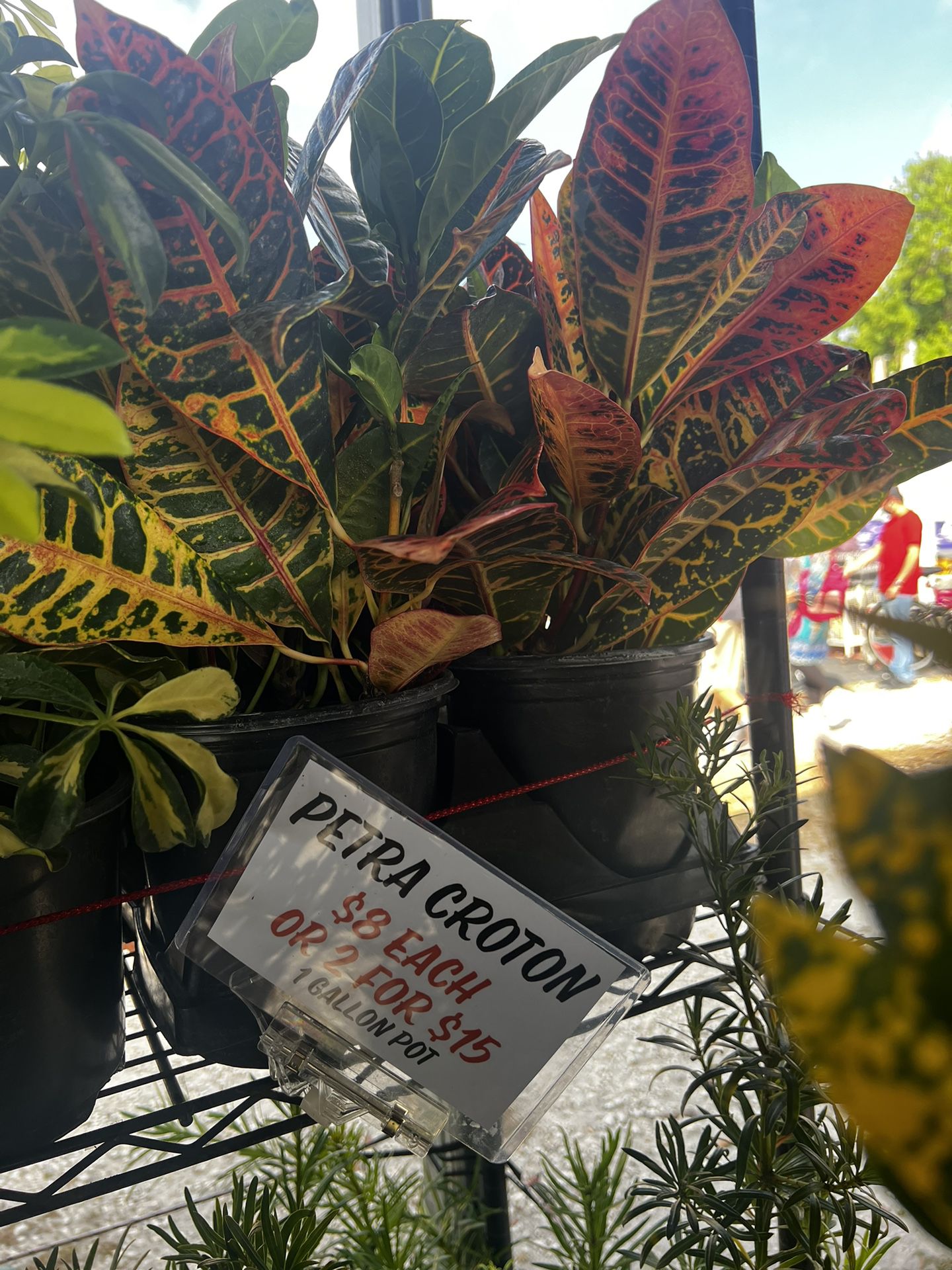 Croton Petra Plant 