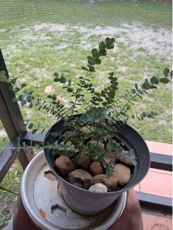 Real eucalyptus trees. A few tree in a pot