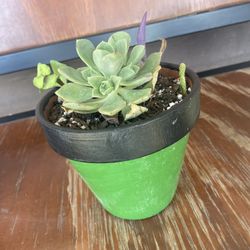 Succulent Arrangement 