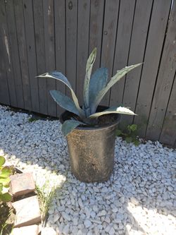Agave plants