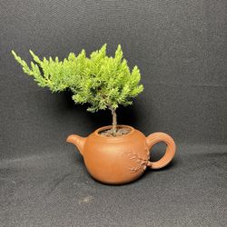 Bonsai Plant In Antique Yixing Teapot ($35)