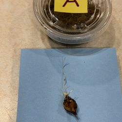 Alocasia Simpo Albo corm