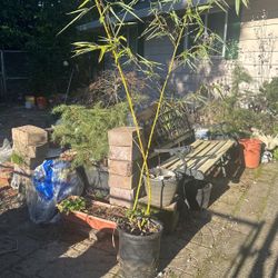 Yellow Japanese Bamboo