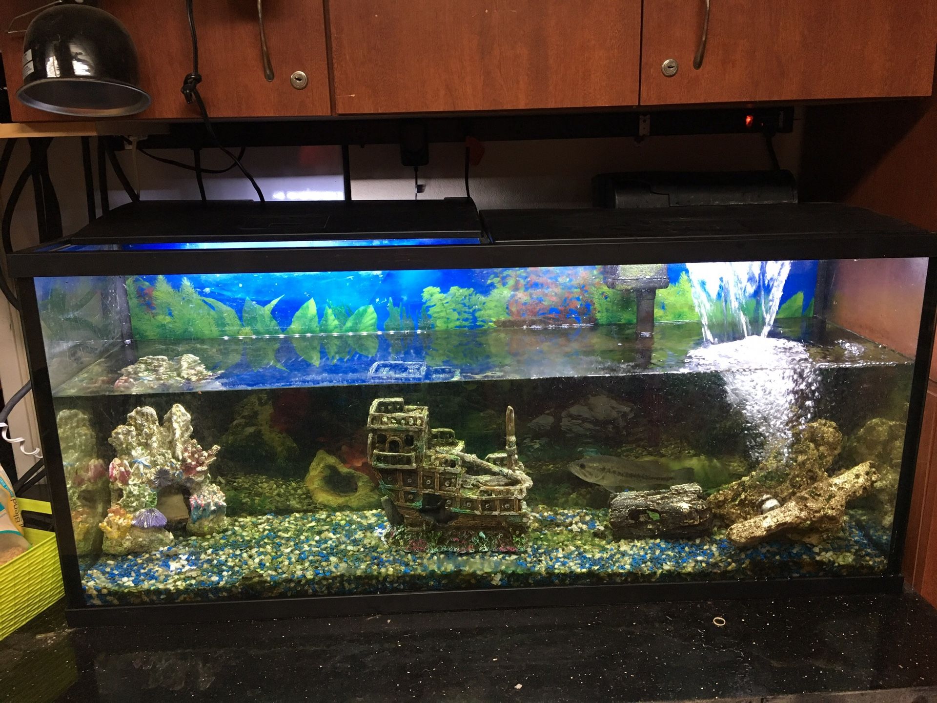 55 gallons fish tank with lots of extra