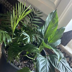 Indoor Plants 🪴 