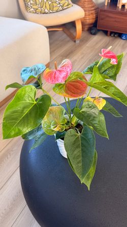 Anthurium Indoor House Plant