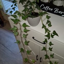 English Ivy Plant 