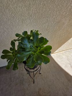 🪴Aeonium Undulatum  Plant 🪴