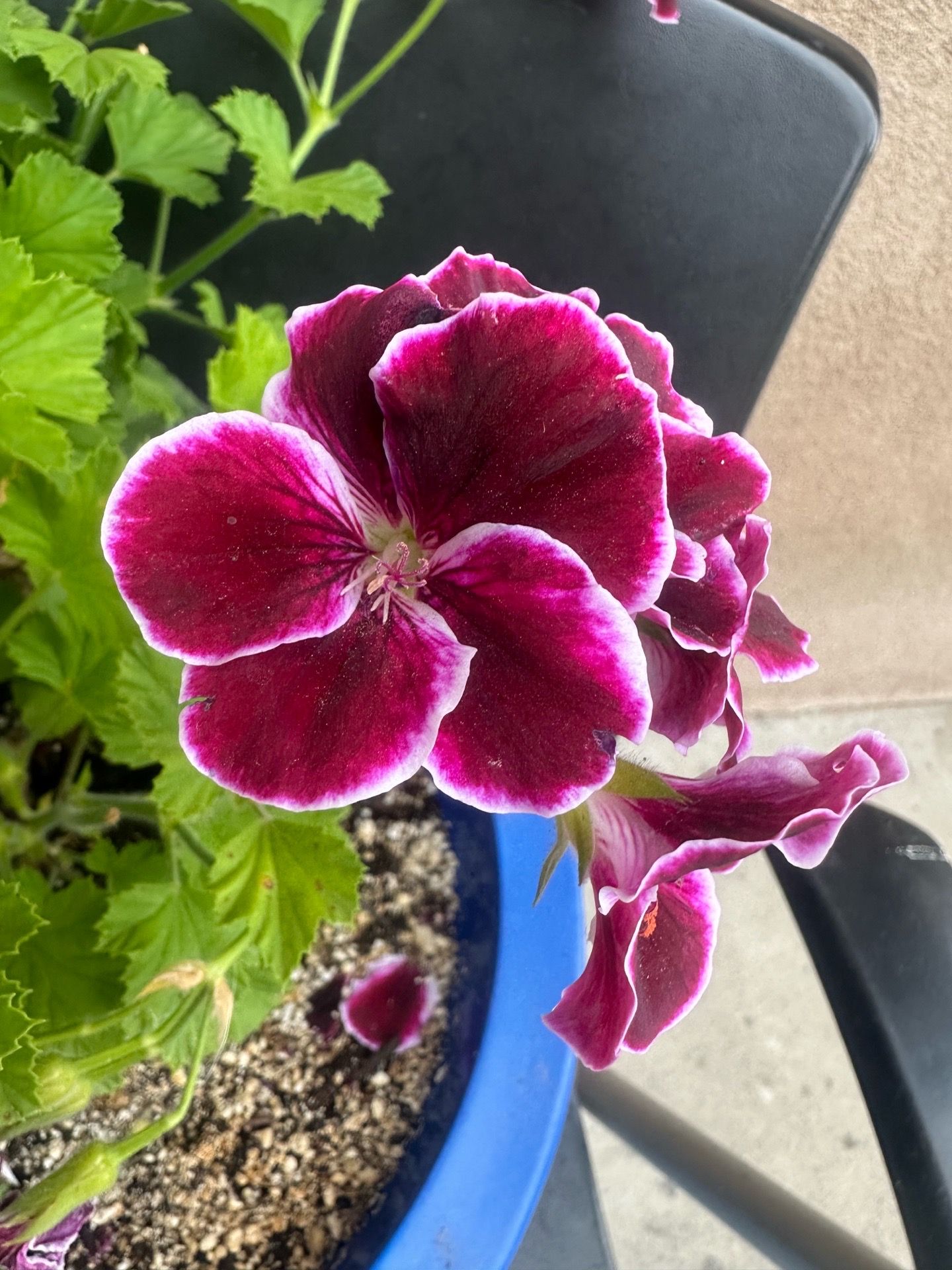 Pelargonium