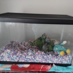 Fish Tank 