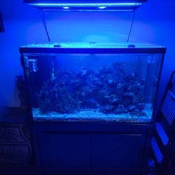 100 Gallon Saltwater Aquarium Setup 