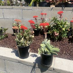 Flowers  In One gal  Pots