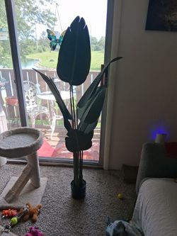 Easy to grow plant
