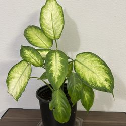 Dieffenbachia plant ( Houseplant) 