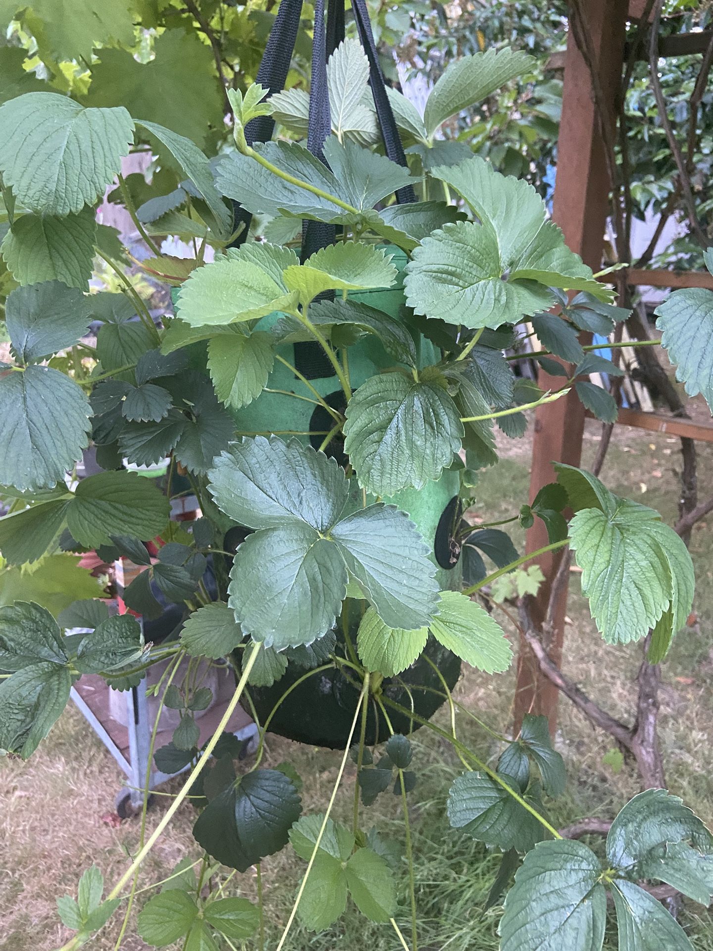 Hanging Strawberry 🍓 Planter Full Of Vigorous Plants