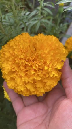 Plantas Cunpazuchil