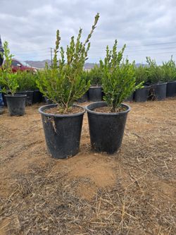 Winter Geem Boxwood plant