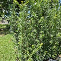 podocarpus About 6 feet tall Instant Privacy Hedge For Fence 