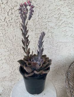 1.5 Gallon Pot Succulent Plant - Echeveria Cante Glass - White Cloud - Rooted & Established - Drought Resistant - 🪴