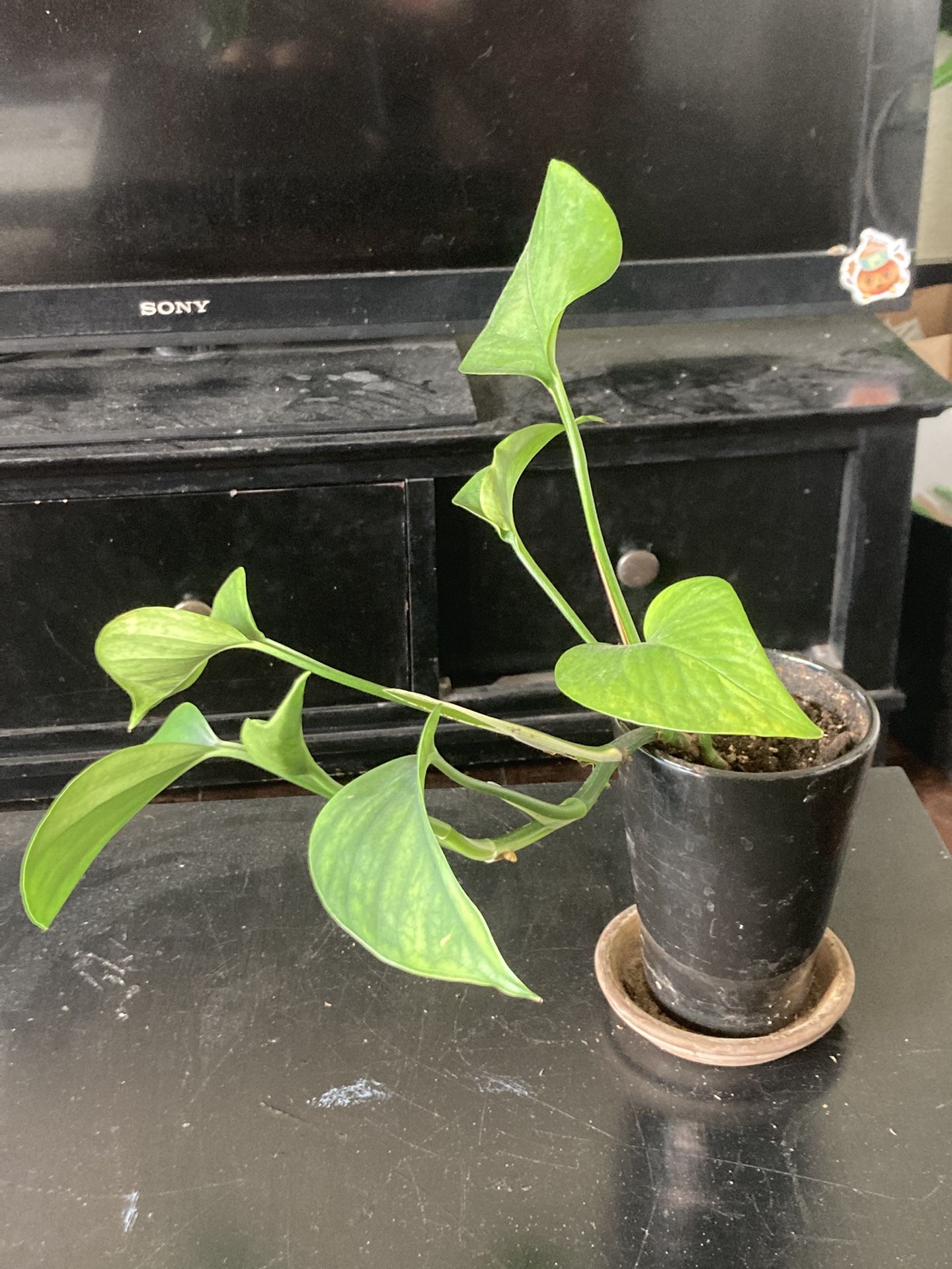 Pothos Vine In 4” Pot