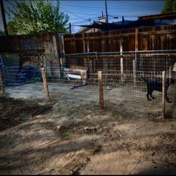 Large Dog Kennel For Running 