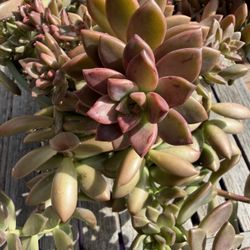 Graptosedum Bronze VERA HIGGINS Succulent Plant 