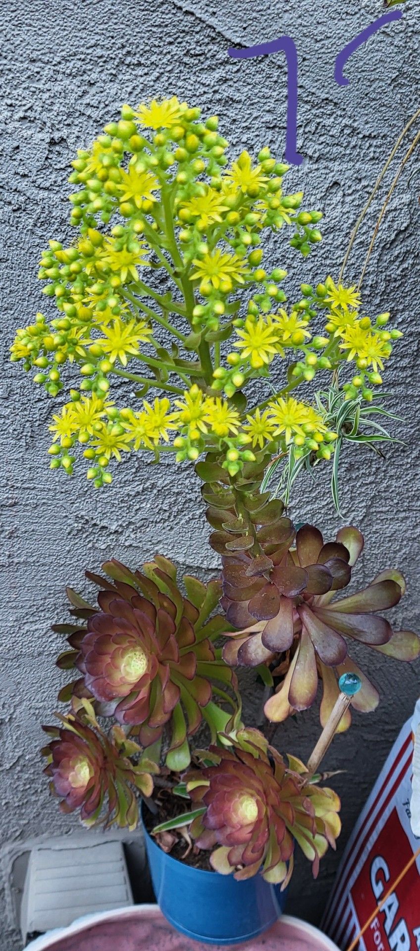 Blooming succulents