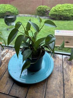 House plant- pothos