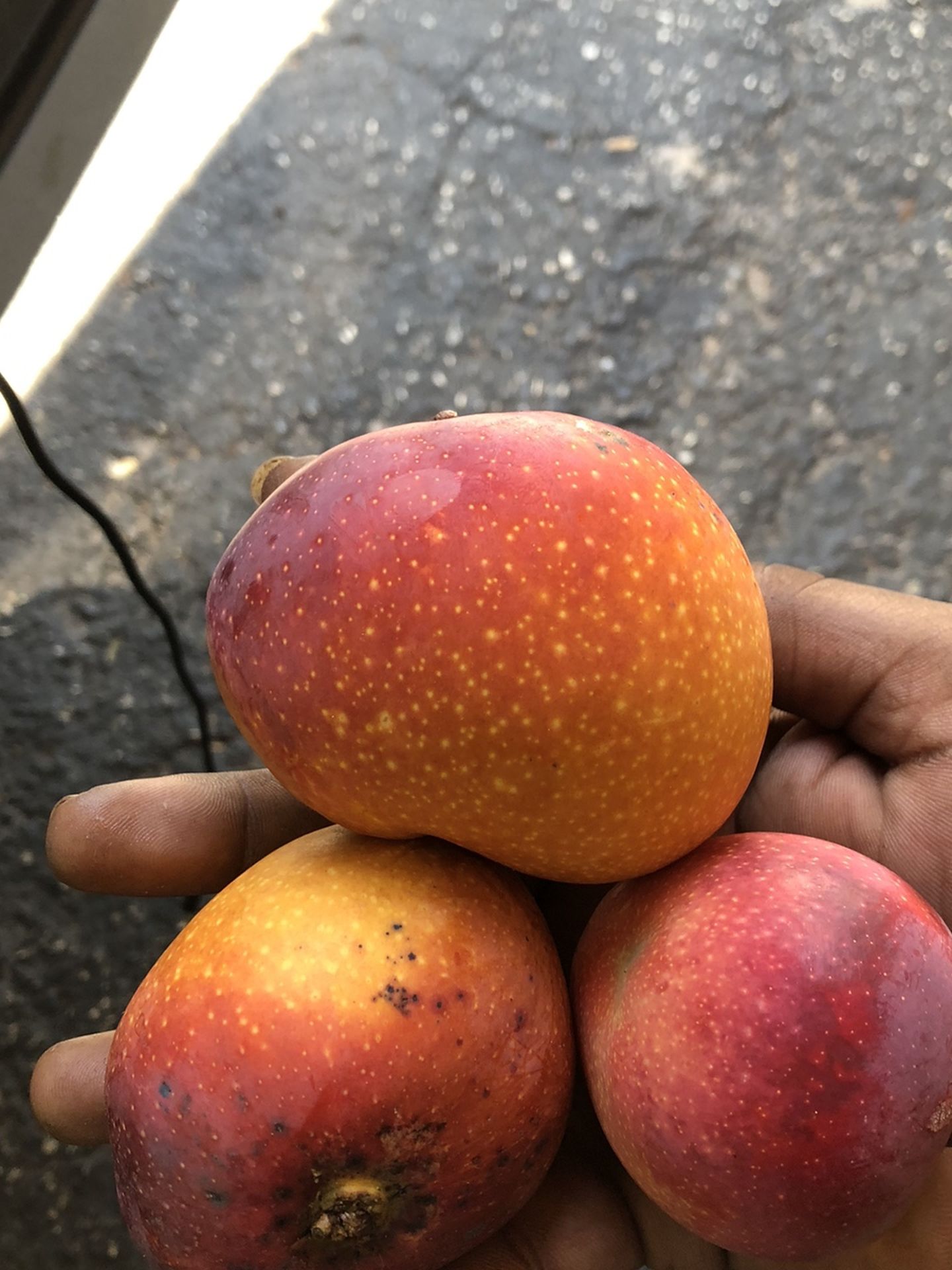 Mangos Are Here !!!! 8 For 3 All Day Long