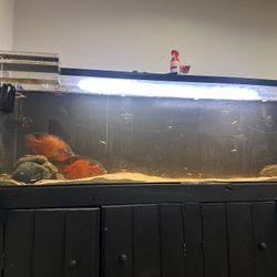 Fish tank for sale 